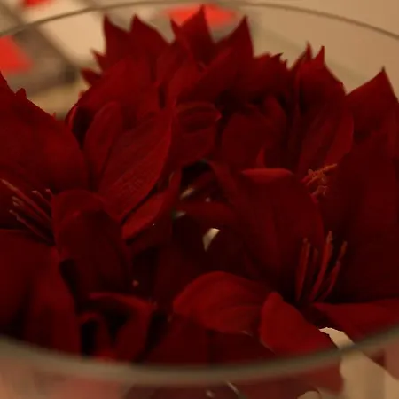 梦幻酒店 酒店 里乔内